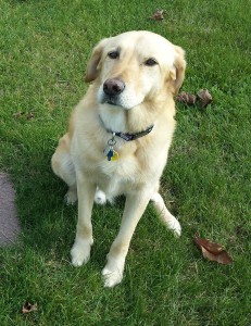 The first cadaver dog successfully used in a homicide investigation was a yellow lab, like the dog pictured here.