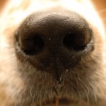The nose knows. MorgueFile free photo.