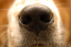 The nose knows. MorgueFile free photo.