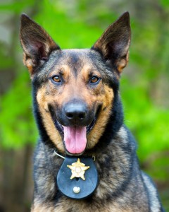 Portrait of Working Police Dog, Rob Hainer, shutterstock.com