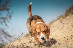 A beagle tracks a scent. Soloviova Liudmyla, shutterstock.