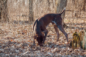 This what a cadaver dog might look like at work.