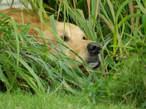 A human remains detection dog at work might look like this.