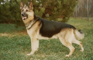 German cadaver dog