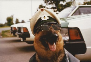 German K9