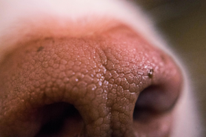 The nose of a police dog is a service to society.
