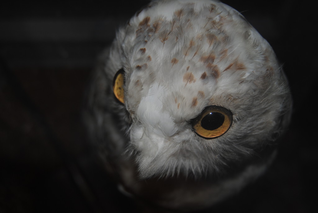 The owl from the Naturalist Tavern.