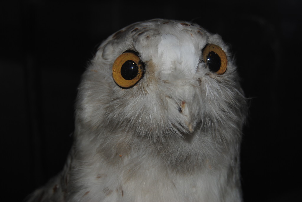 The owl from the Naturalist Tavern.