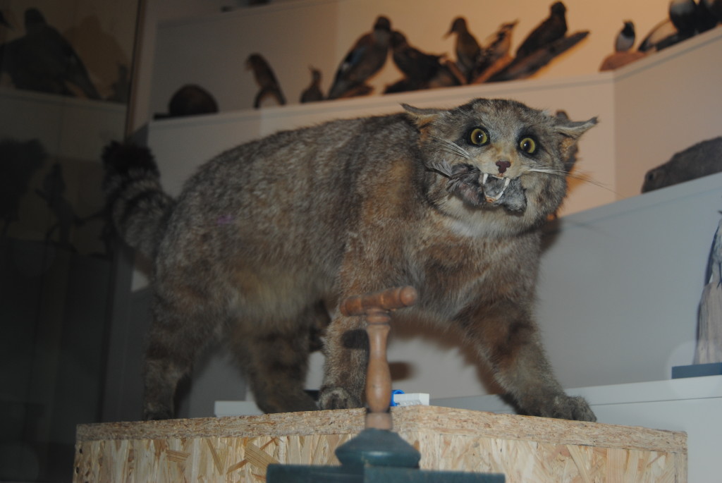 The original wildcat from the Naturalist Museum.