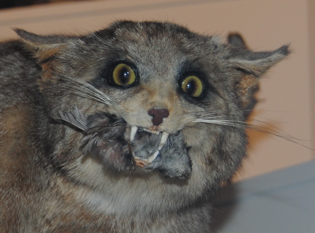 Close up of the warbler in the wildcat's mouth.