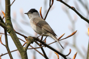 Male blackcap warbler