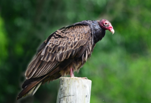 Turkey vulture.