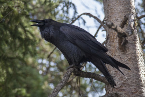 Raven in Yellowstone