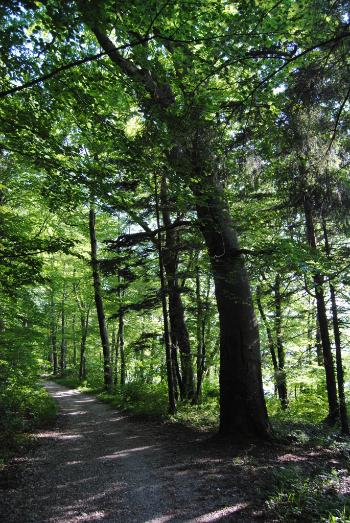 Site of King Ludwig's last walk.