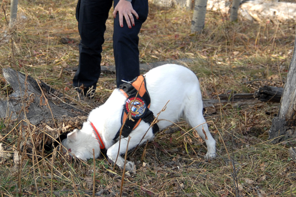 The cadaver dog team in training: the dog finds the hidden sent.