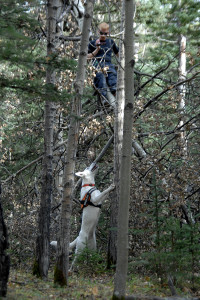 A good cadaver dog team is also trained to search in trees.