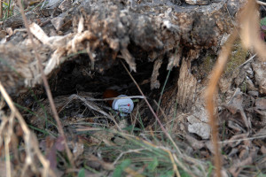 The hidden prize: a container containing cadaver odors.