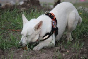 A dog nose at work.