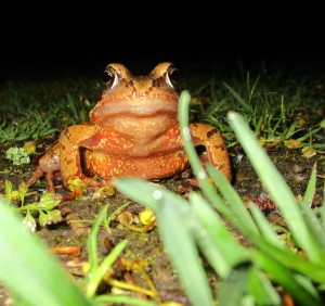 European Common Frog