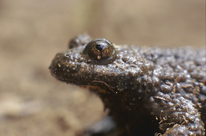 Yellow-bellied Toad; one of the animal calls criminals used.