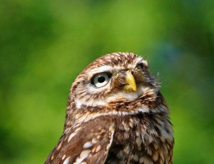 Little Owl calls were among the common animal called imitated by criminals.