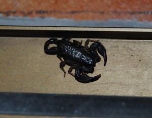 A scorpion in the door frame.