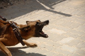 Dogs are the most frequent animals used as weapons. 