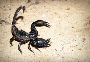 Scorpion, used as an "animals as weapons" trope in James Bond.