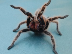 A tarantula was used for the "animals as weapons" trope in "Get Smart."
