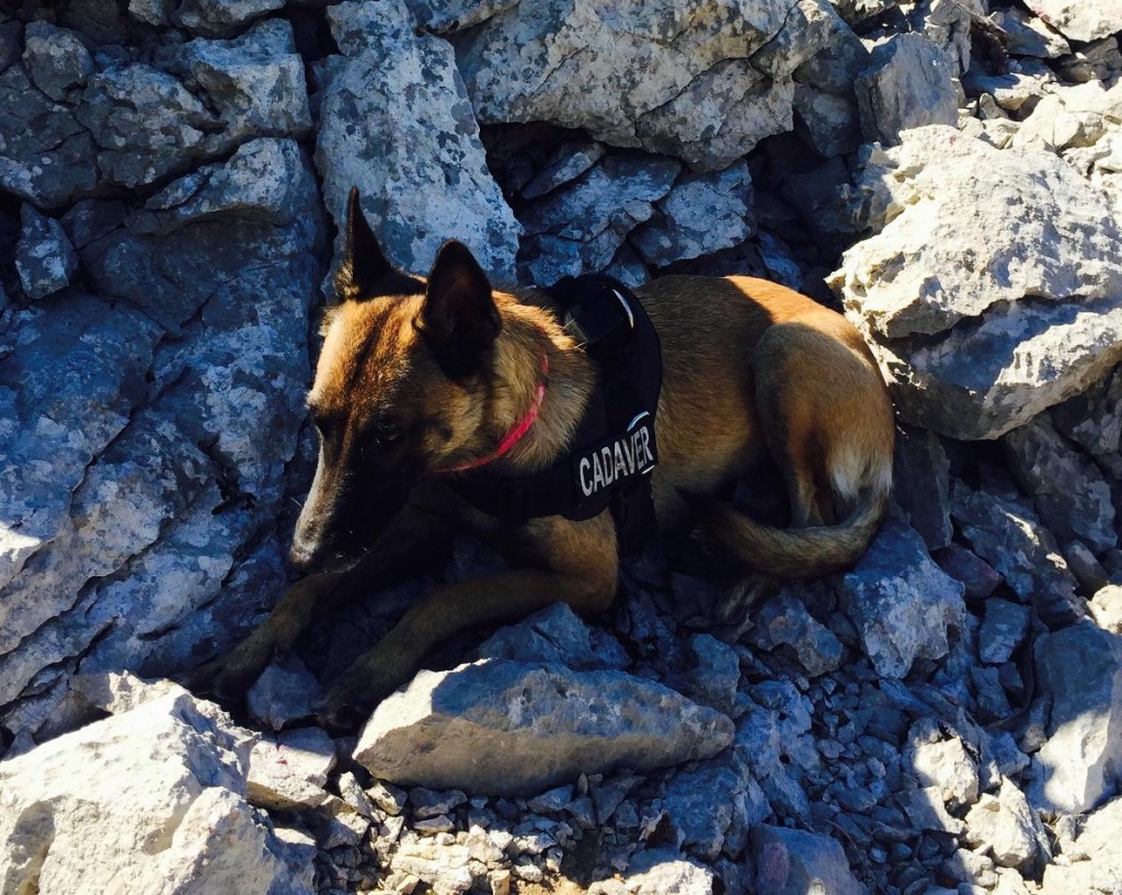 One of the archaeology dogs alerting on a grave.