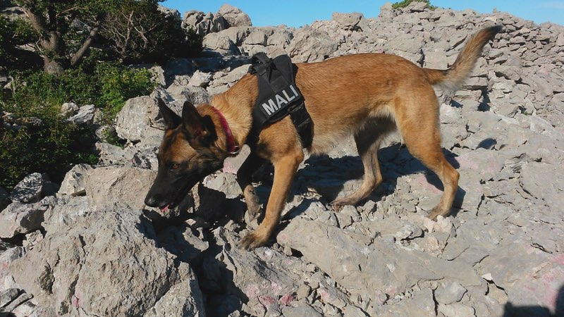 Mali, one of Andrea's archaeology dogs.