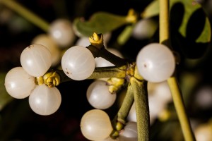 Mistletoe in the shoe? That was one of the 19th century charms that excused perjury.