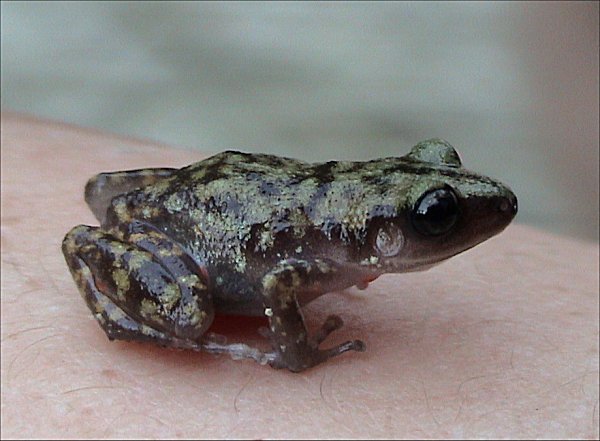 Cliff chirping frog.