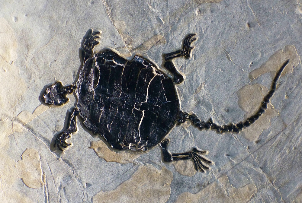 turtle fossil