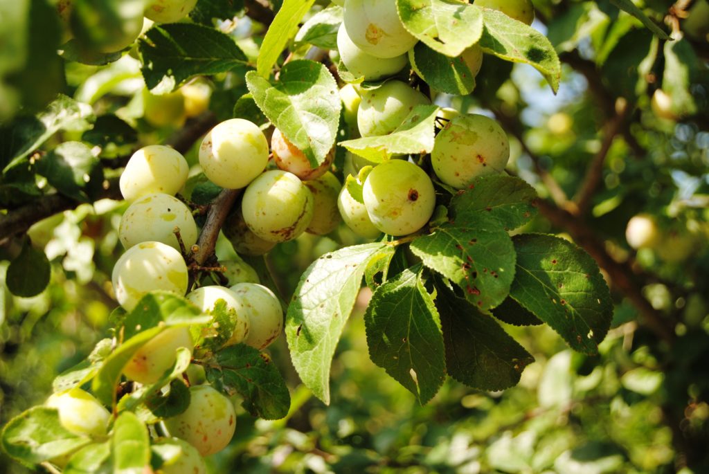 Greengages on a branch.