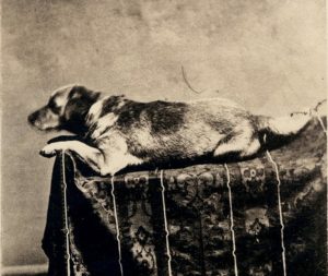 Lincoln's dog Fido