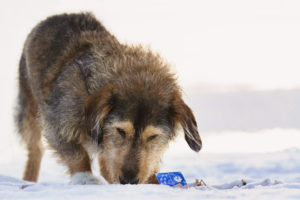 This dog just found a clue!