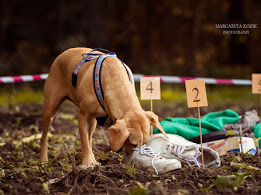 Dogs and owners both have a blast when they can solve mysteries together. 