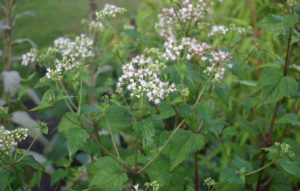 Might white snakeroot have caused the death of Ambrose Madison?