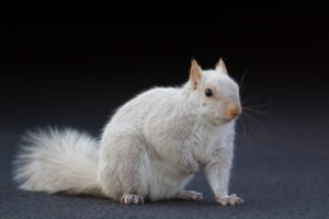 The white squirrel is a rare morph of the grey squirrel.