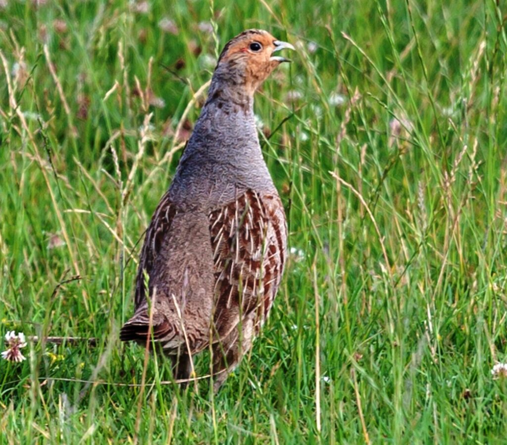 A grey partridge.